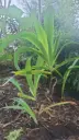 Iris confusa
