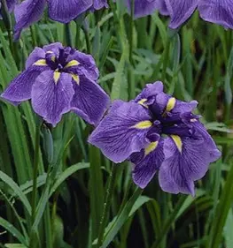 Iris enenta Temple maiden 3037