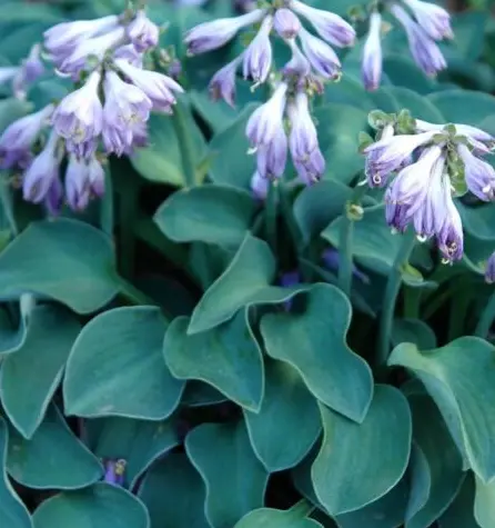 Hosta 'Blue Mouse Ears'