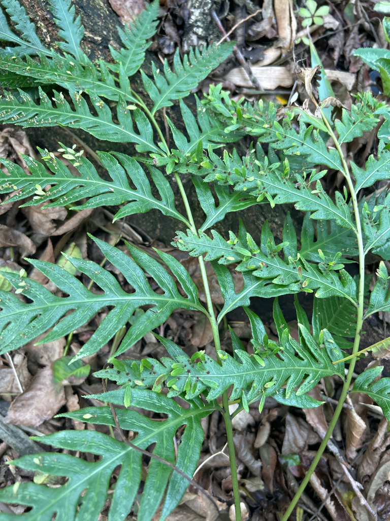 [118] Woodwardia orientalis