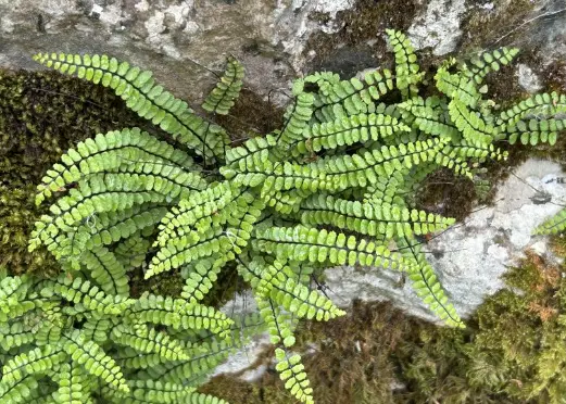 [181] Asplenium trichomanes