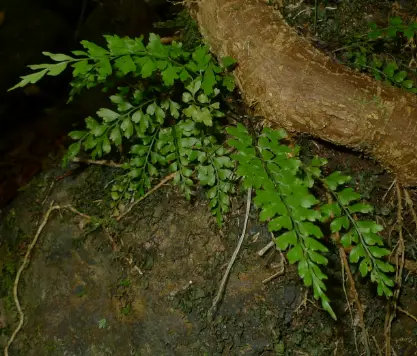 [220] Asplenium inciticium