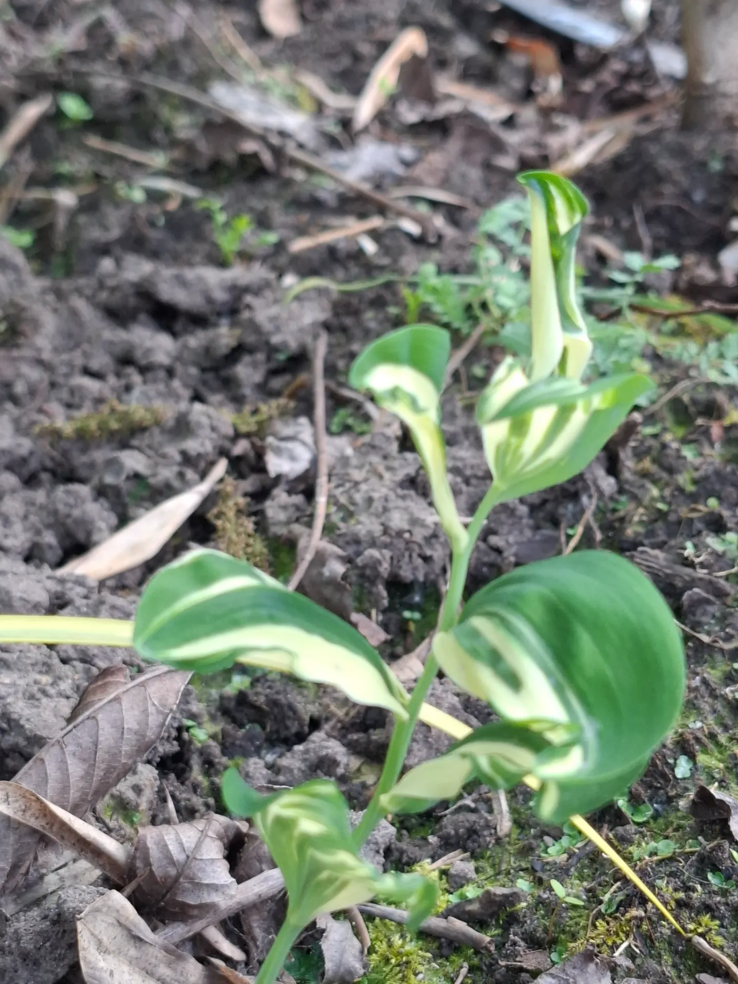 [24] Polygonatum x hybridum 'Striatum'