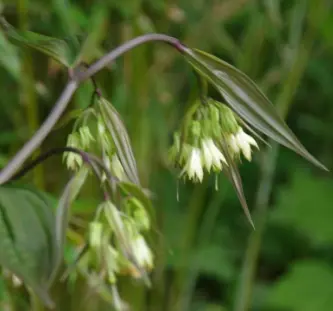 Disporum cantoniense 'Green Giant'