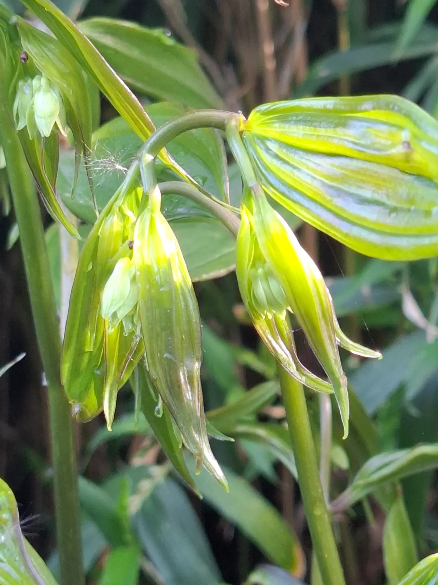 [64] Disporum cantoniense 'Green Giant'