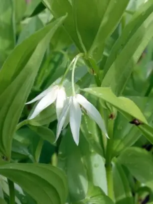 Disporum viridescens
