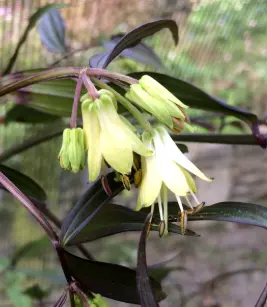 [81] Disporum cantoniense 'Night Heron'