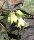 Disporum cantoniense 'Night Heron'
