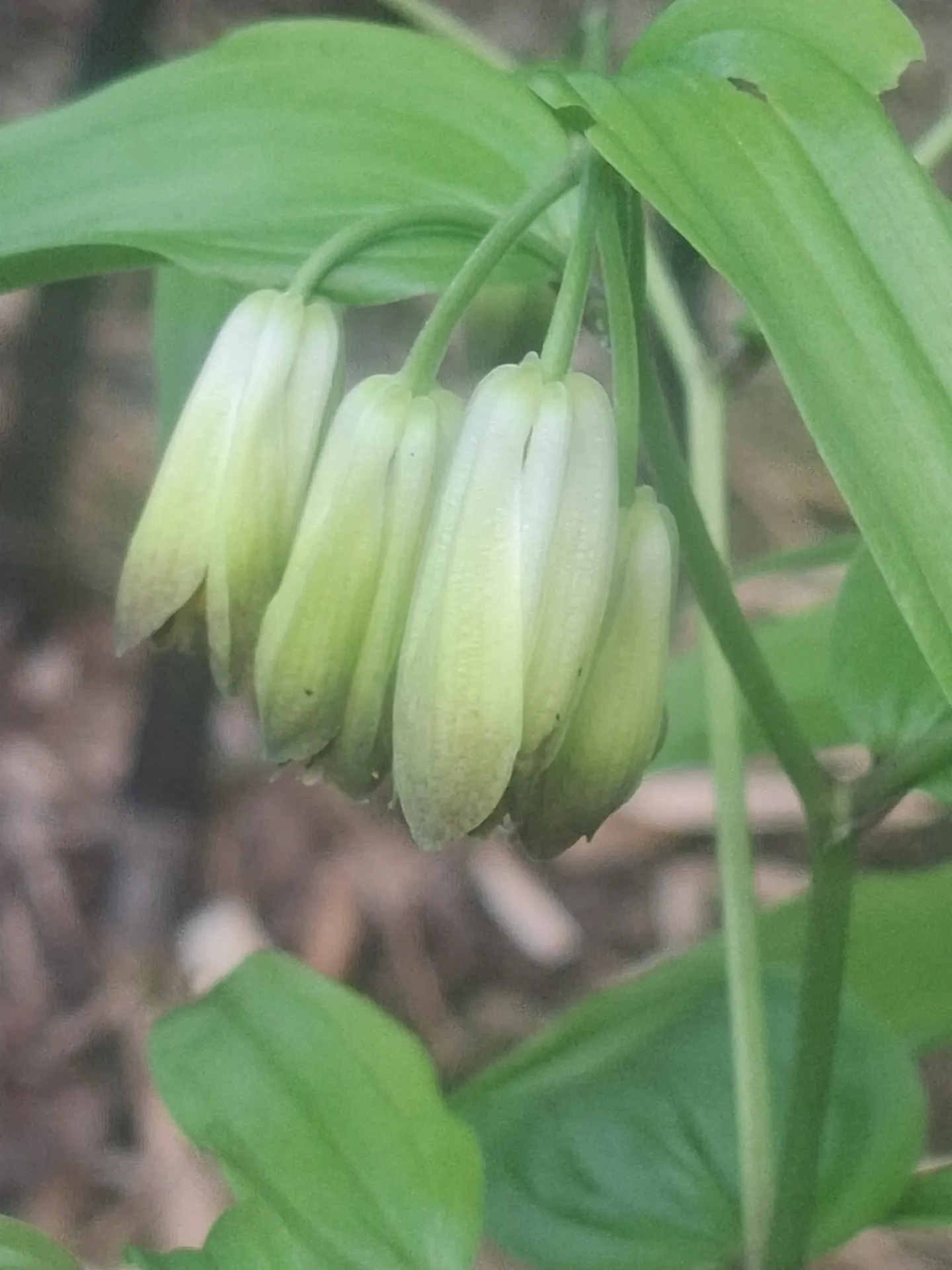 Disporum nantouense (syn. Disporum sessile var. intermedium)