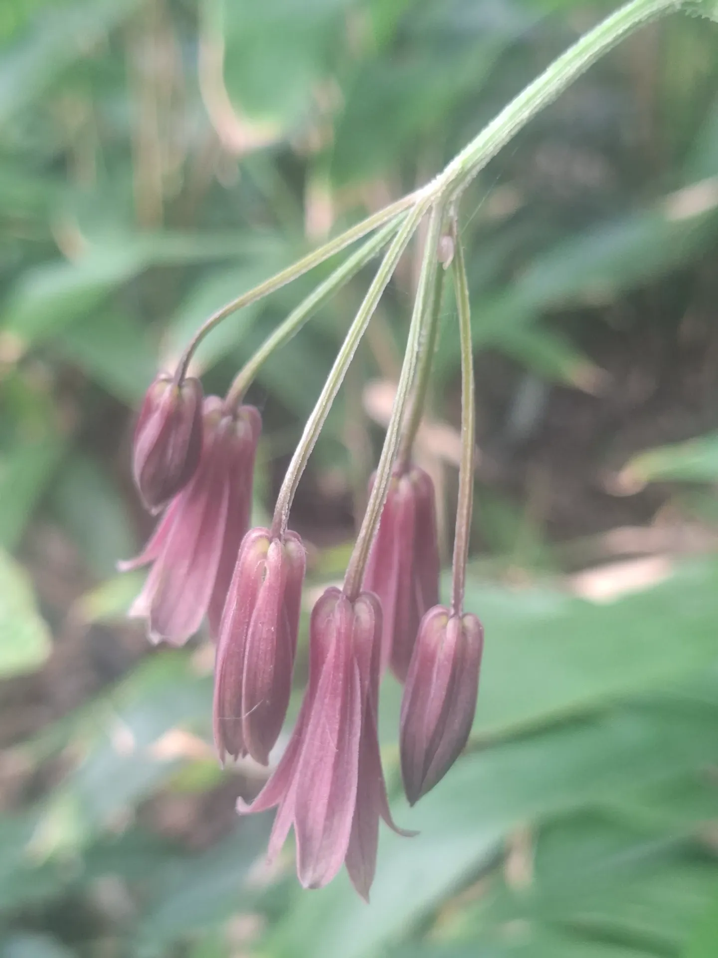 [114] Disporum cantoniense var. y-tiense