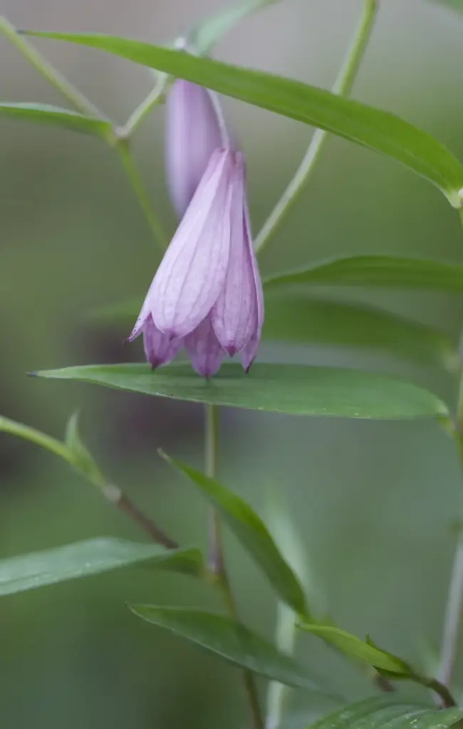 Disporum cantoniense 'Blueberry Bere'