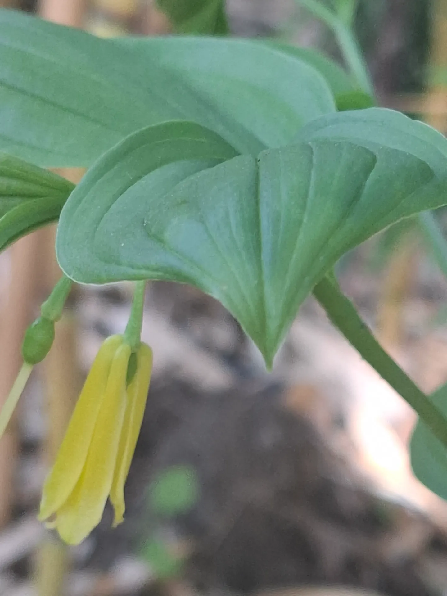 Disporum flavens BSWJ872 (syn. Disporum uniflorum)