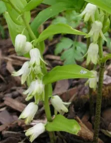 Prosartes lanuginosa (voorheen syn. Disporum lanuginosum)