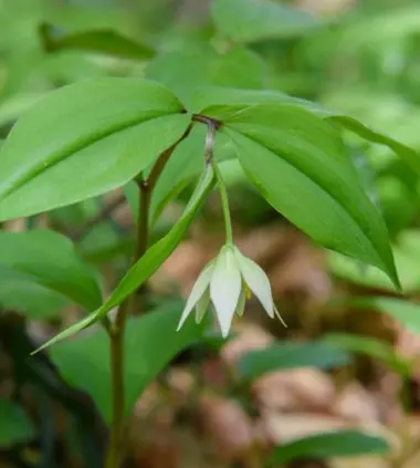 Disporum smilacinum 'Plena'