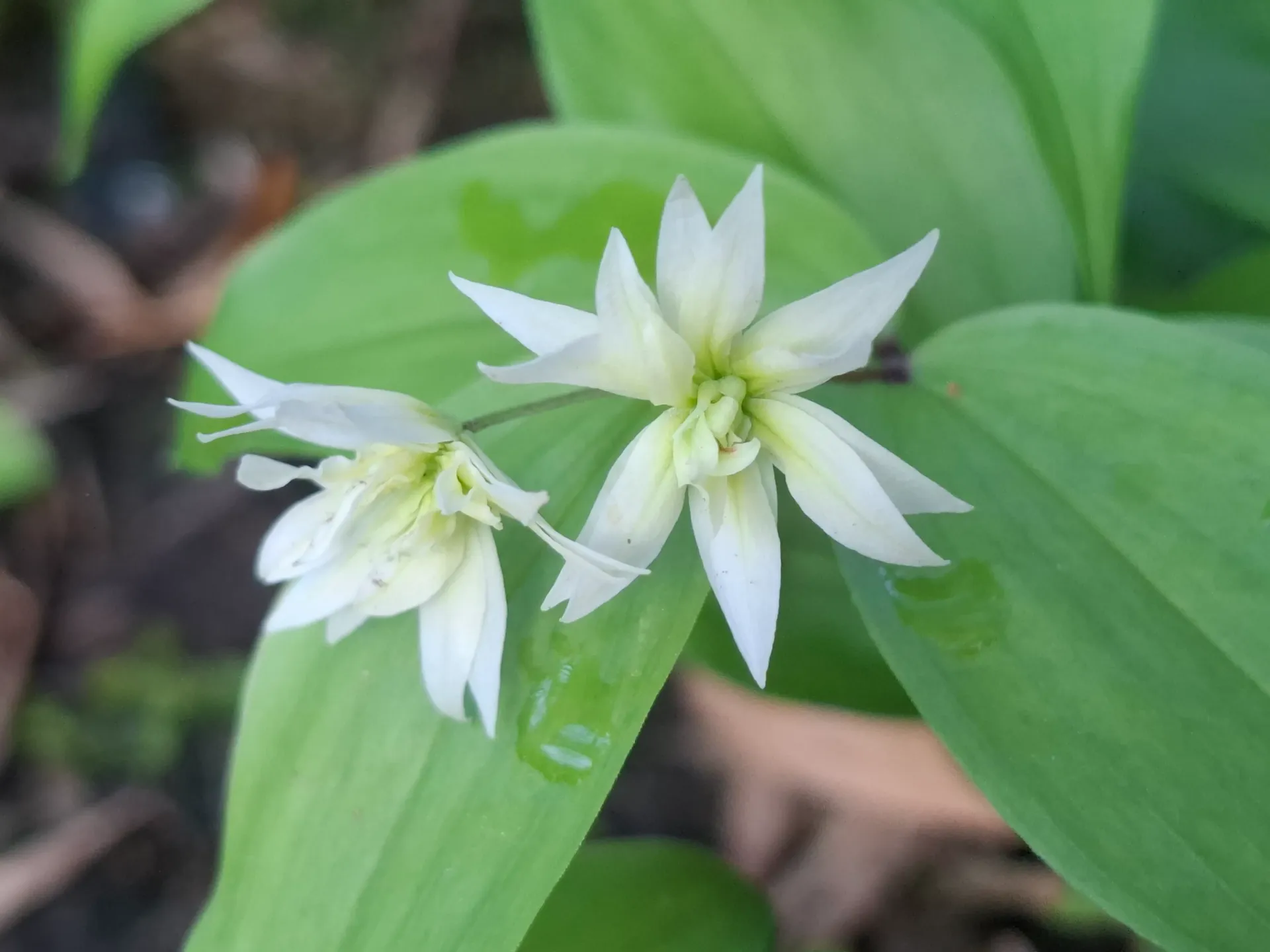 Disporum smilacinum 'Plena'
