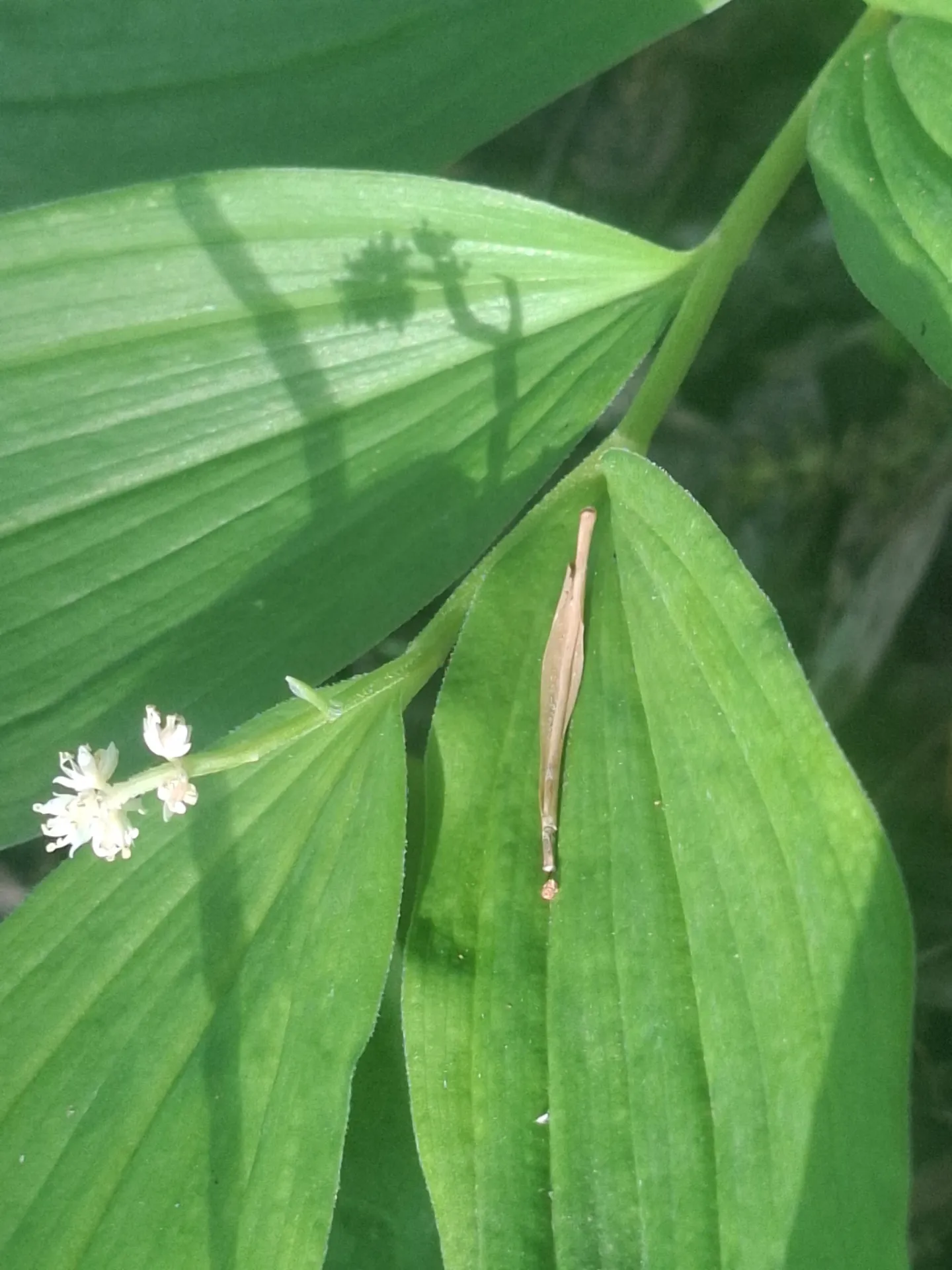 [71] Maianthemum racemosum 'Emily Moody'