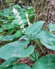 Maienthemum dilatatum (syn. Smilacina dilatatum)