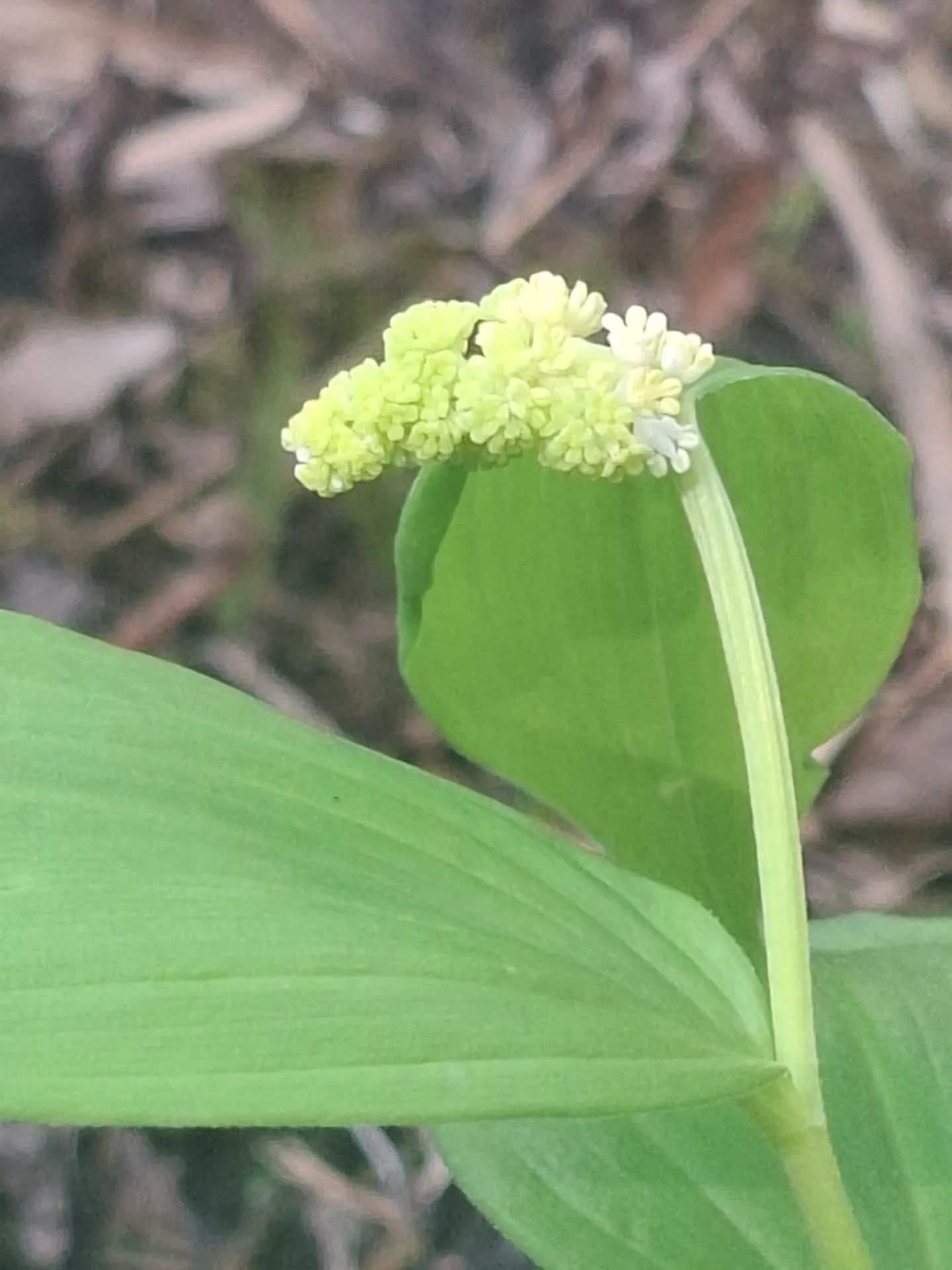 [145] Maianthemum racemosum