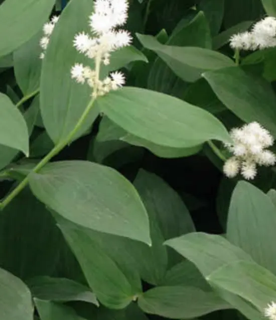 Maienthemum racemosum (syn. Smilacina racemosum)