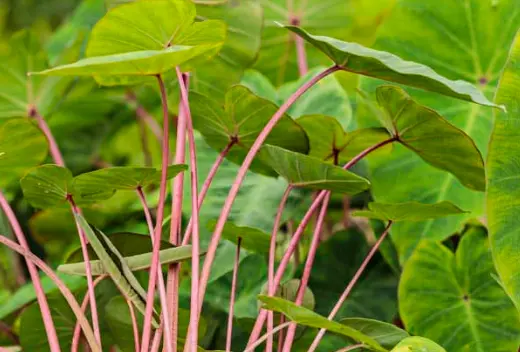Colocasia Esculenta Pink China