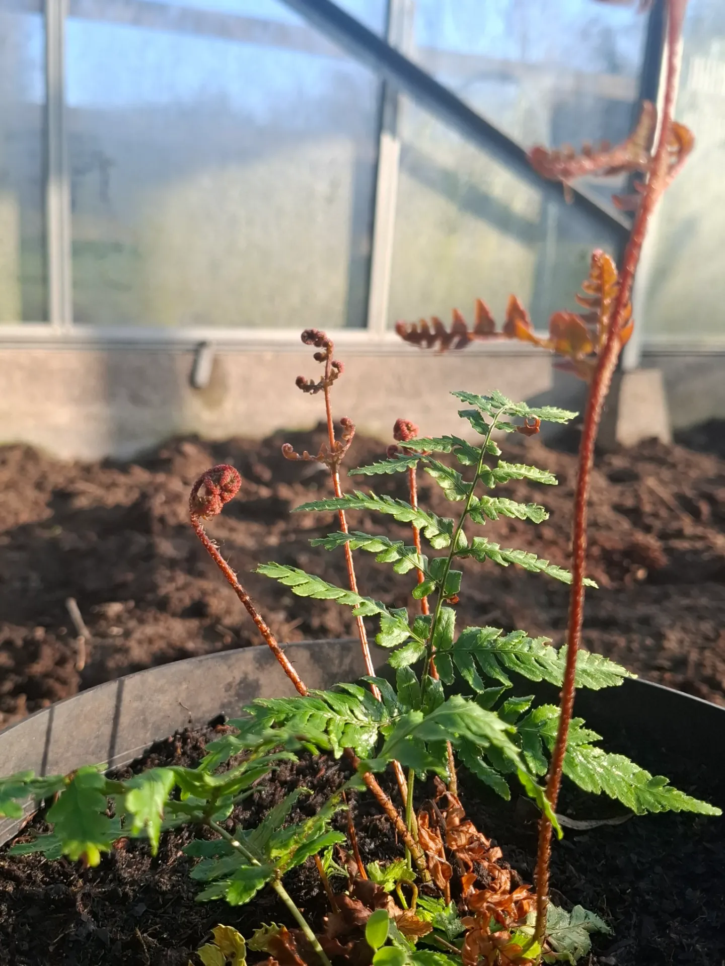 [221] Dryopteris koidzumiana (syn. D. erythrosora var. koidzumiana)