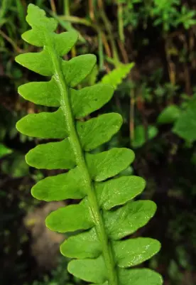 Asplenium dalhousiae (Syn. Ceterach dalhousiae)