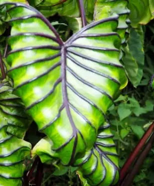 Colocasia 'Pharaoh's Mask' ® 