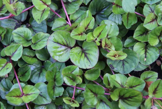 [176] Lysimachia christinae 'Zixin'