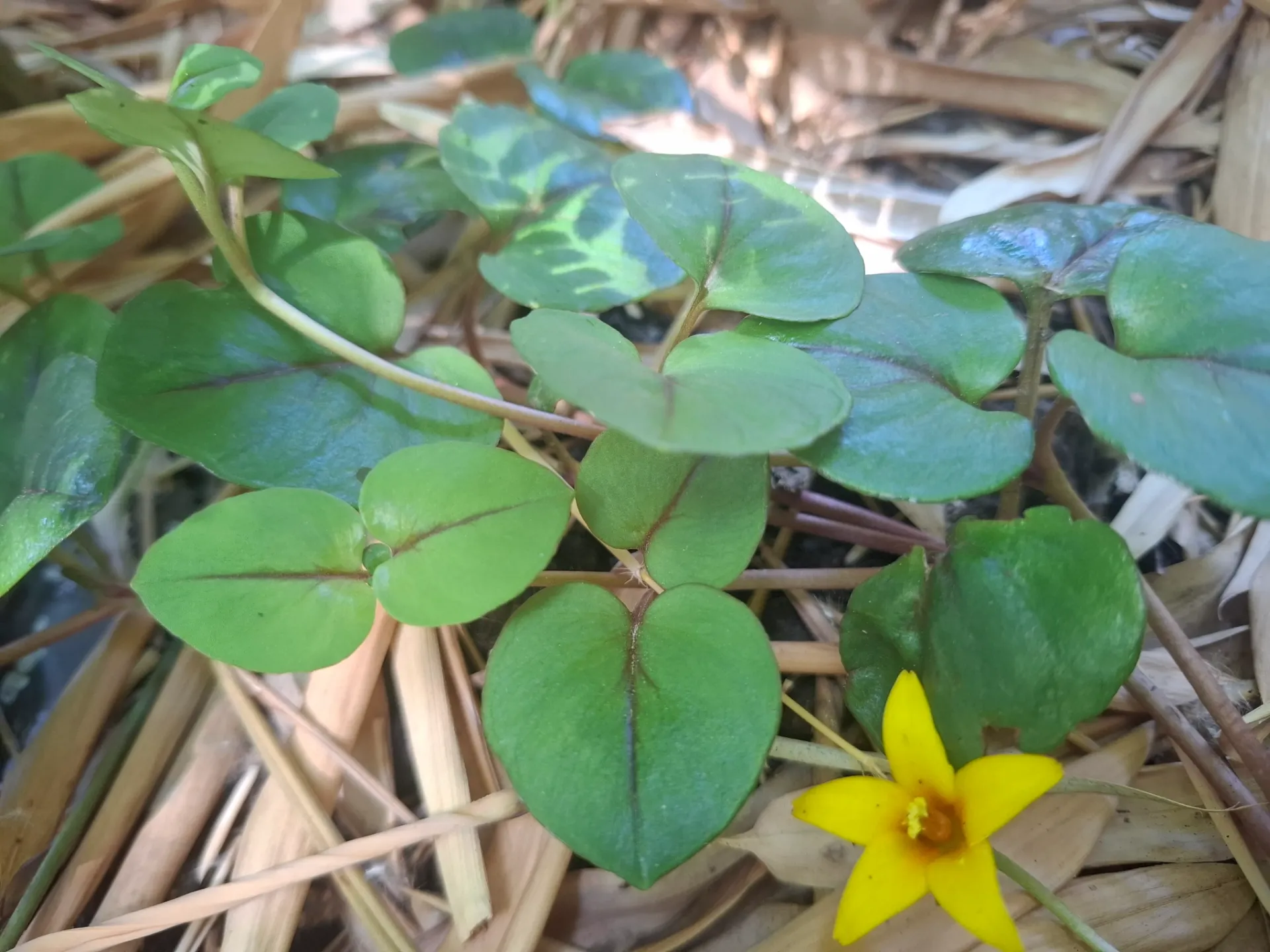 [176] Lysimachia christinae 'Zixin'