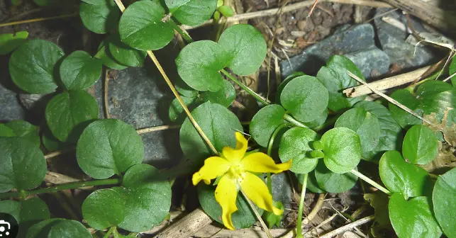 Lysimachia nummularia
