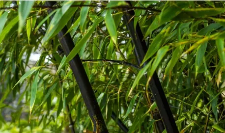 Fargesia nitida 'Black Pearl'