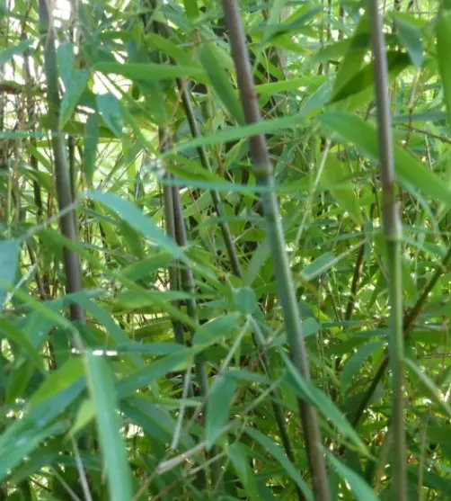 [11] Fargesia sp. 'Sichuan'