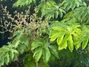 Tetrapanax papyrifer
