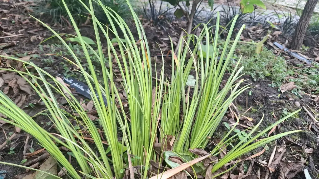 Acorus gramineus ogon