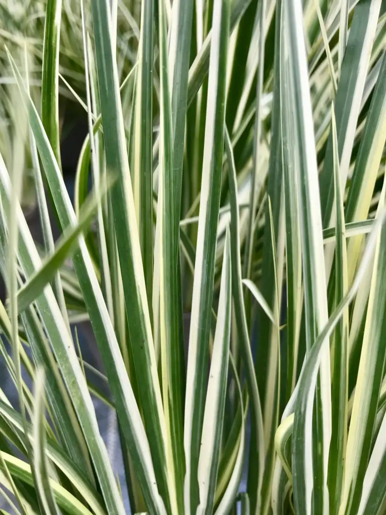 Acorus gramineus 'Variegatus'