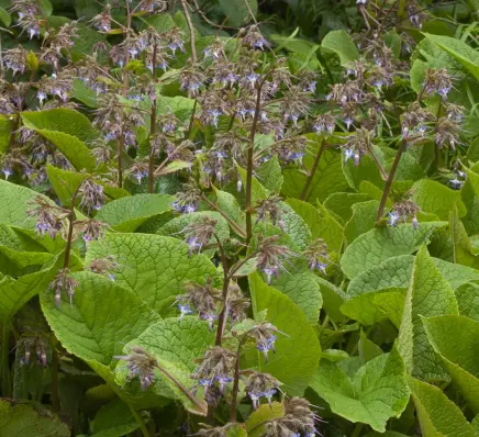 Trachystemon orientalis
