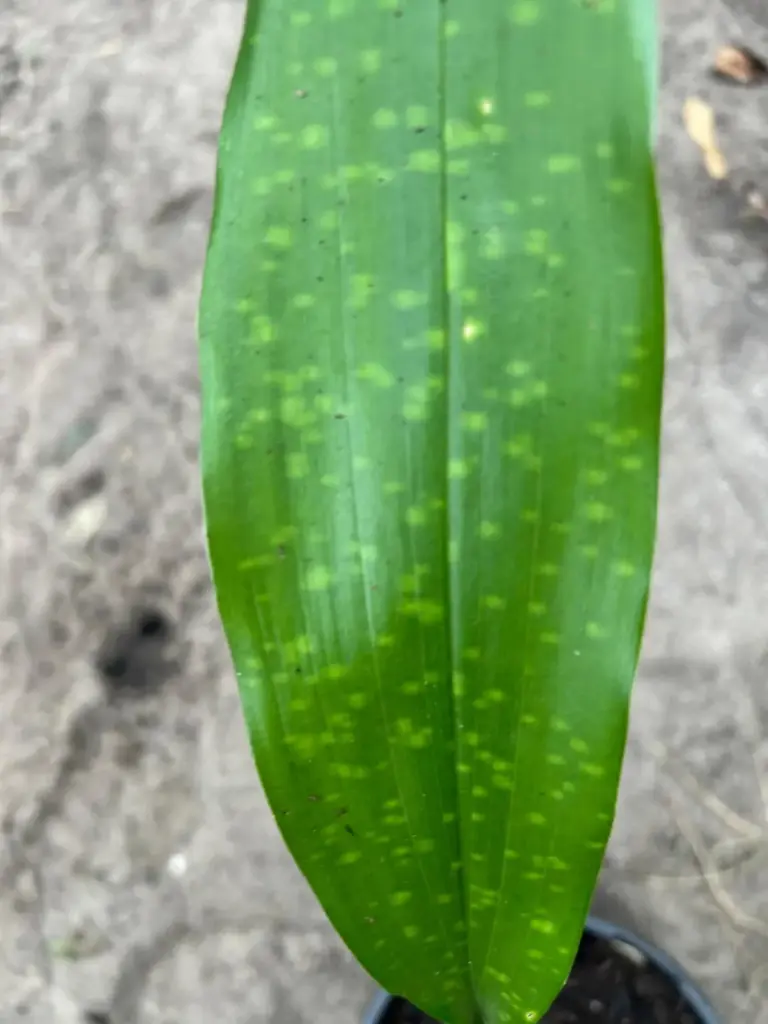 Aspidistra sp. CBCH344