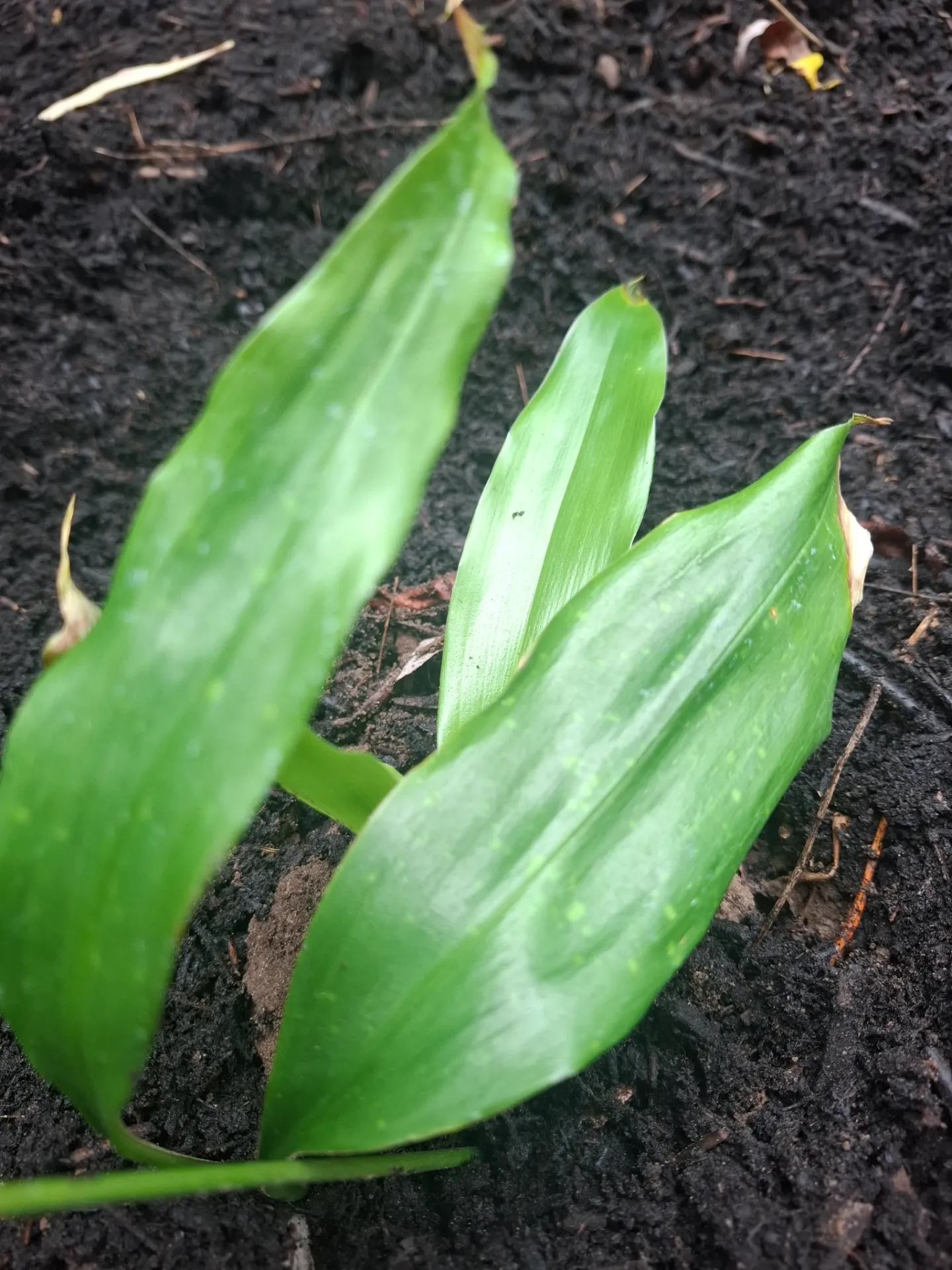 Aspidistra sp. CBCH344