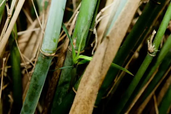 Borinda Grossa KR 5913