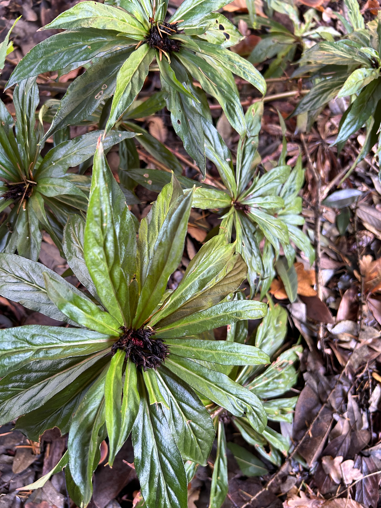 [280] Lysimachia paradiformis var. stenophylla