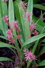 Carex scaposa