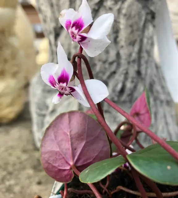 Cyclamen coum cyberia 'Wit'