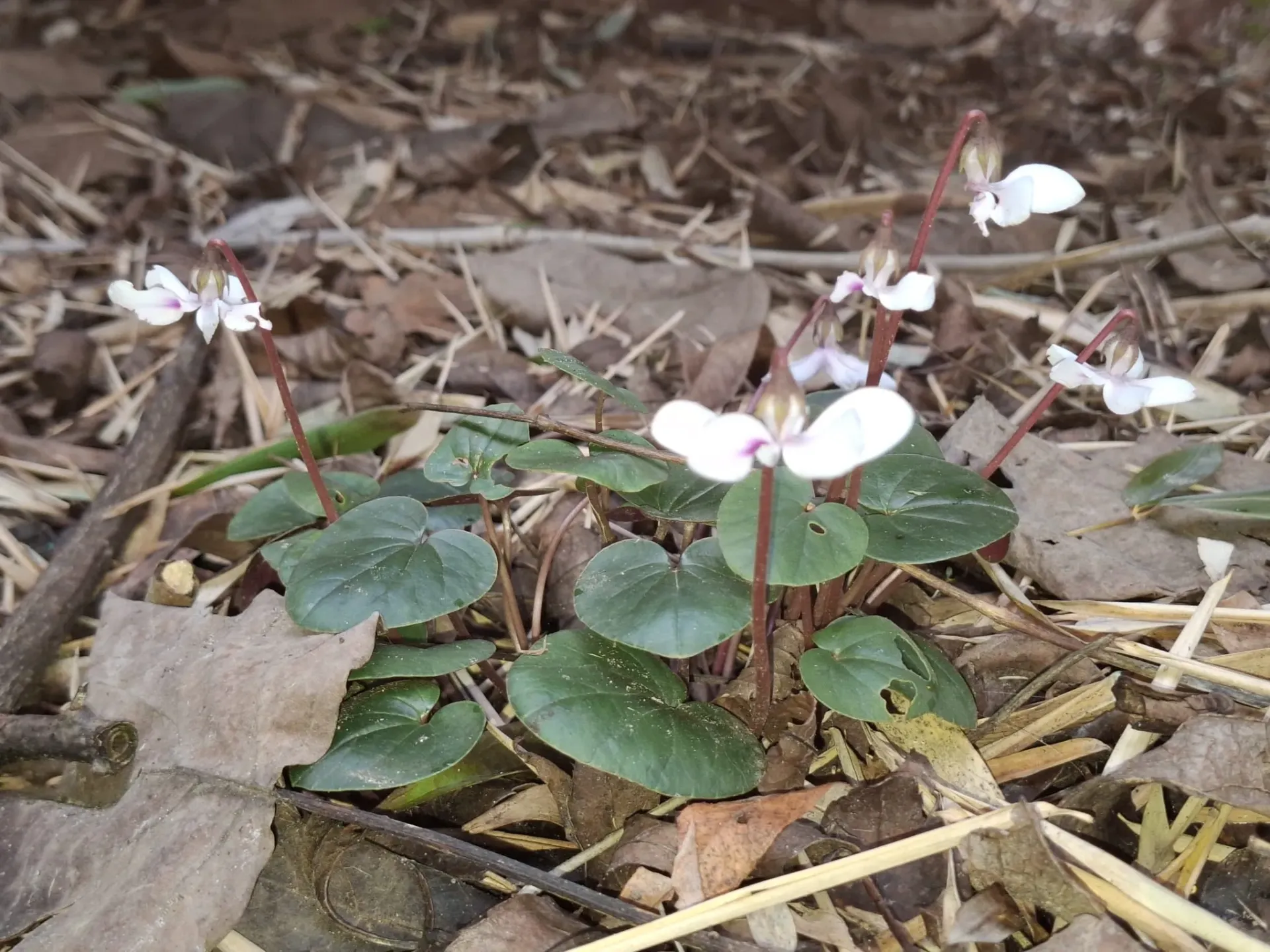 Cyclamen coum cyberia 'Wit'