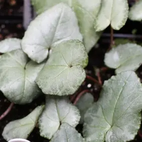Cyclamen hederifolium 'Nettleton Silver'  (Syn. 'Maurice Dryden')