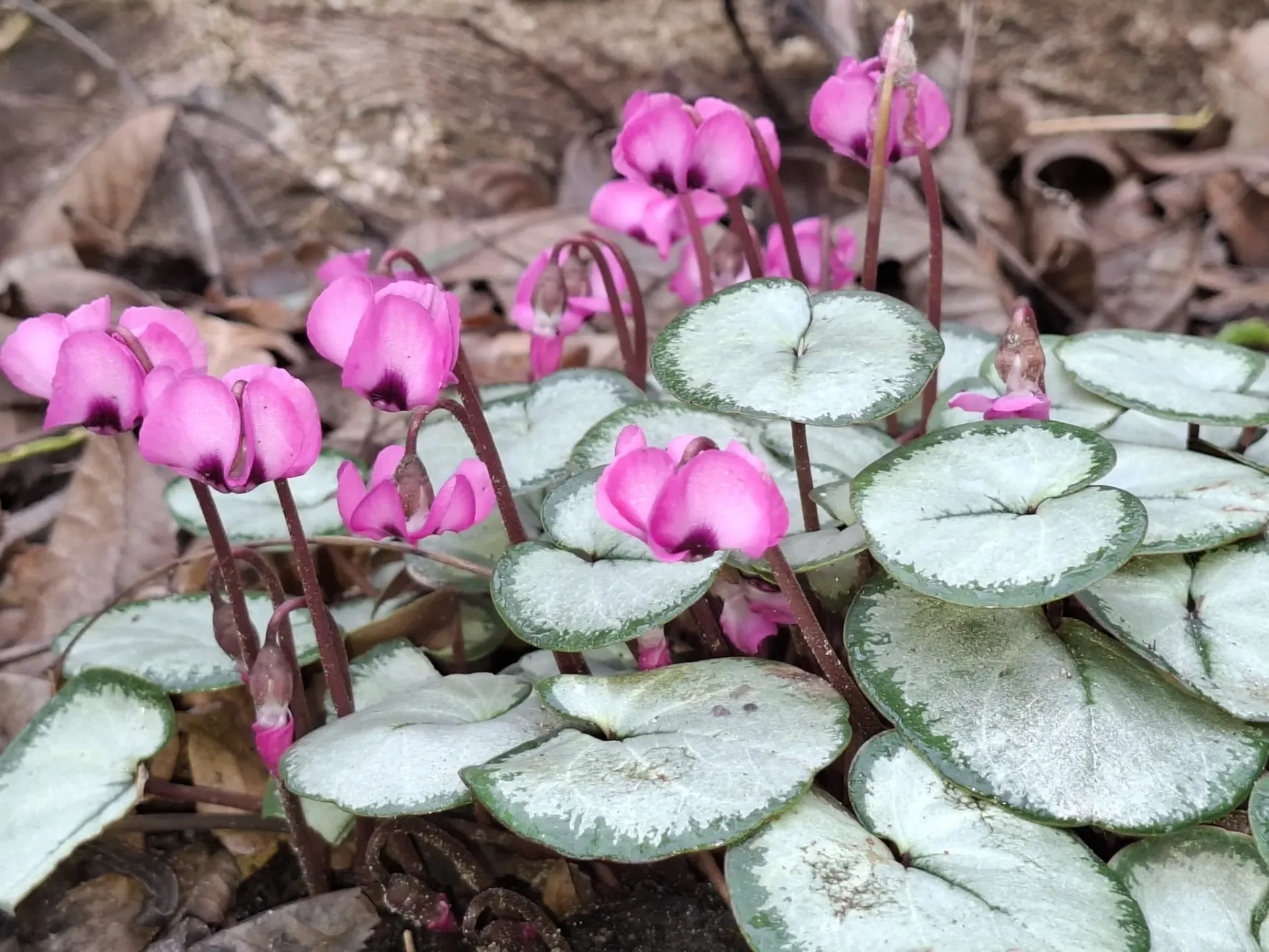Cyclamen hederifolium 'Nettleton Silver'  (Syn. 'Maurice Dryden')