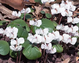 [289] Cyclamen coum albissimum (syn. Coum fleurs blanches?)