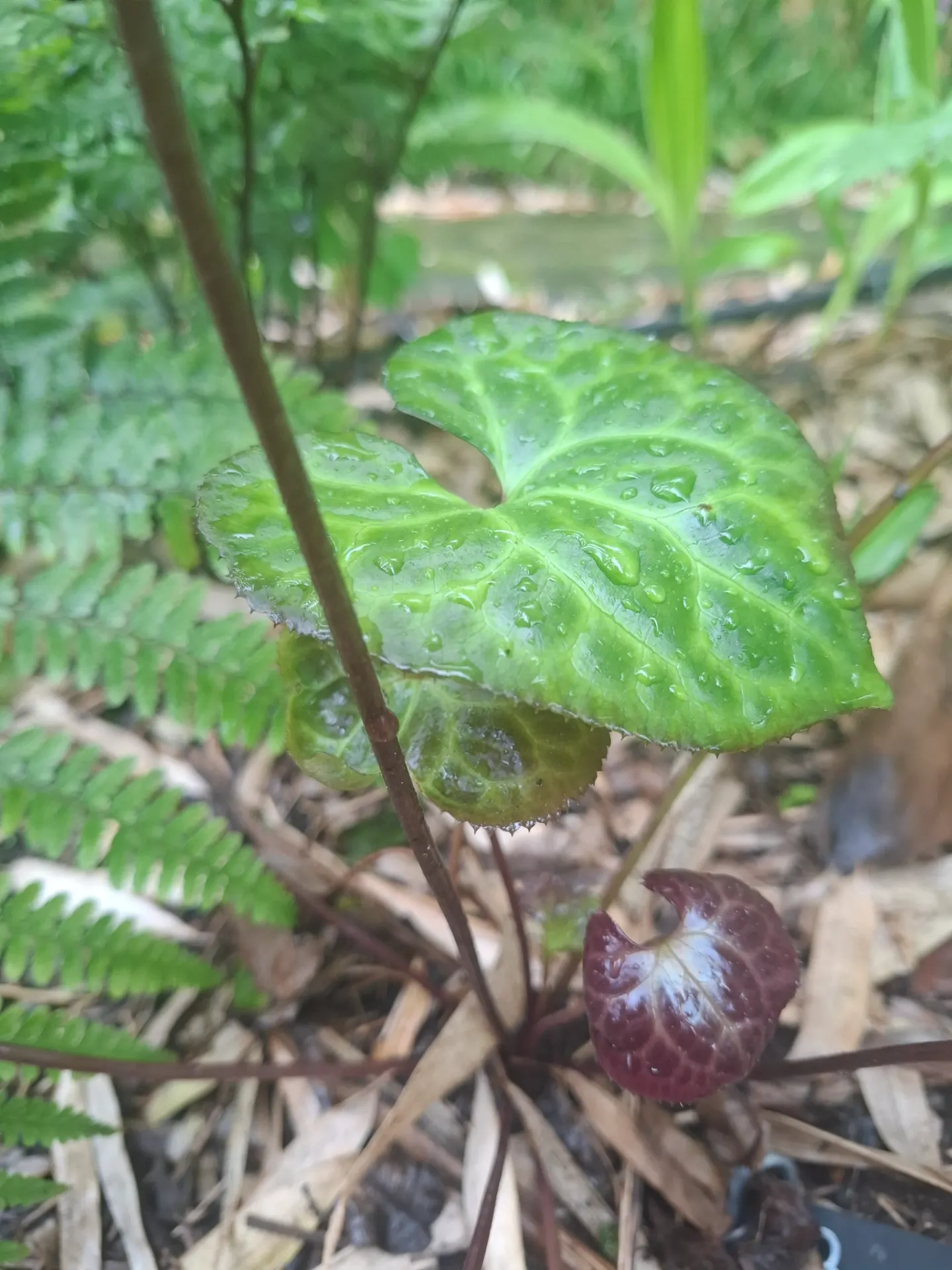 Beesia calthifolia