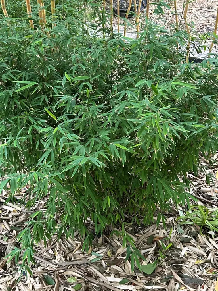 Fargesia Nitida ' Vulcano'