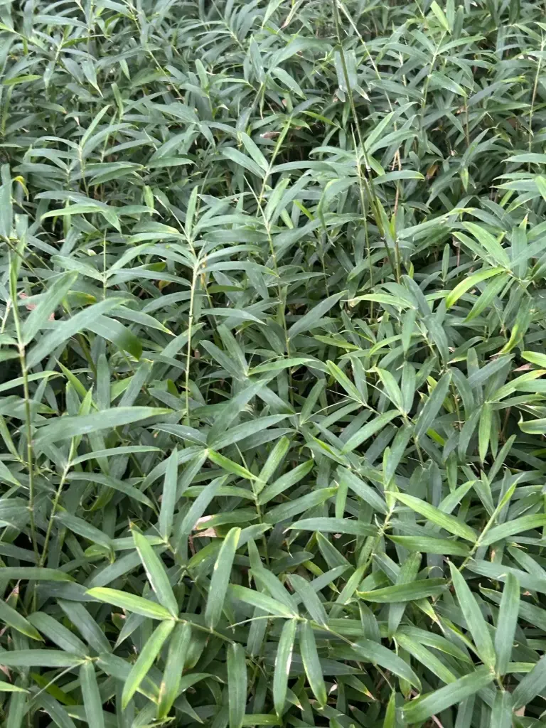 Pleioblastus Pygmaeus 'Distichus Minimus'