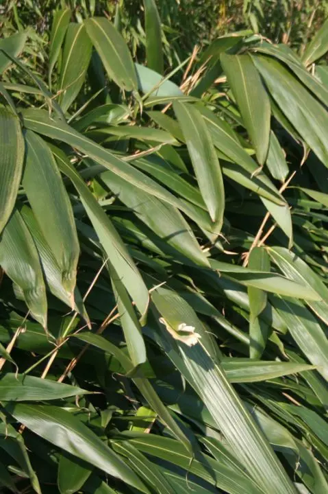 Indocalamus Tesselatus